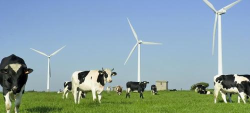 Le Figaro - Ces éoliennes qui troublent le lait des vaches